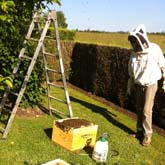 Collecte essaim d'abeilles suite à essaimage