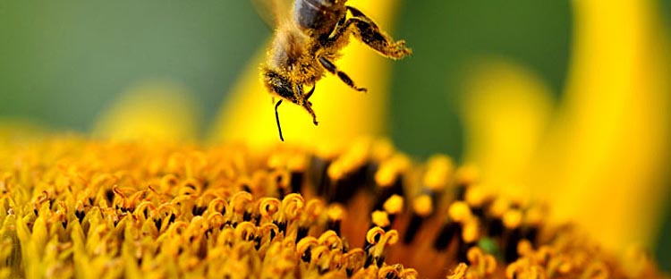 Comment consommer le pollen d'abeille - Le Monopati 125g Bio